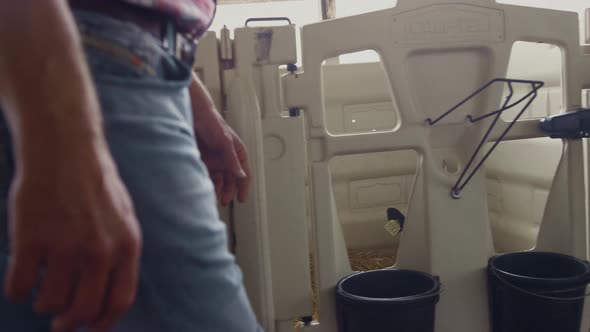 Farmer Inspecting Newborn Cows in Vet Farm Facility Walking Near Stalls Close Up alt