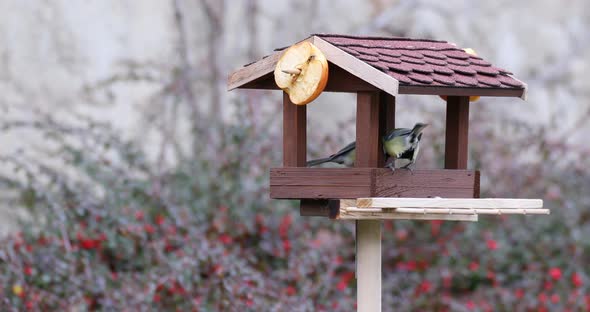 beautiful small bird great tit on bird feeder alt