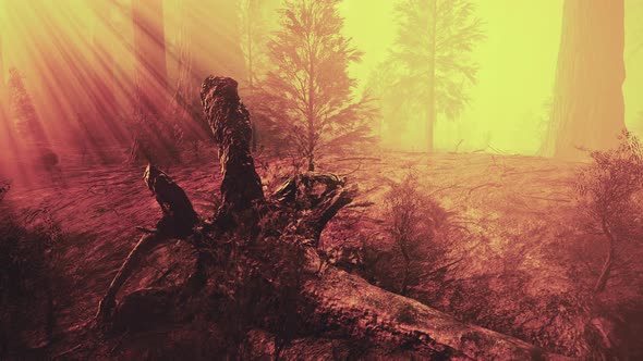 Sun Rays Deep in the Forest in Spring alt