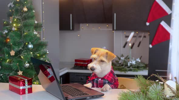 A dog in a red shirt looks at a laptop in the Christmas kitchen alt