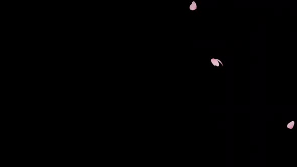 Cherry Blossom Fall  alt