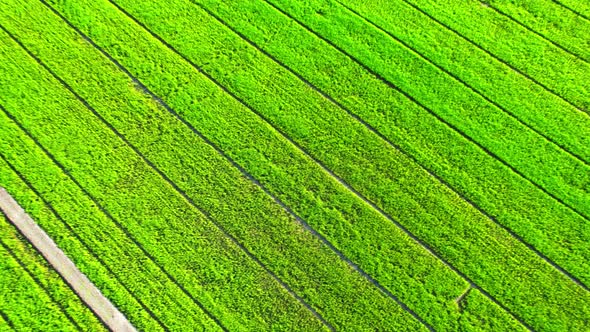 Aerial view of agriculture in rice fields for cultivation. Natural texture alt