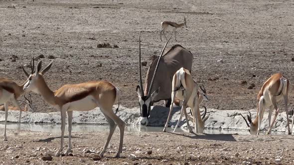 Herd Of Thomson's Gazelle And Gemsbuck At Waterhole In Desert Area, Botswana