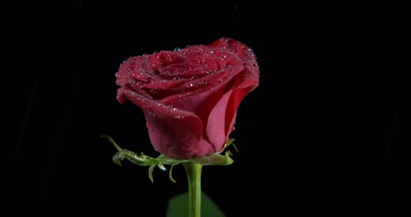 Falling rain on red rose.  alt