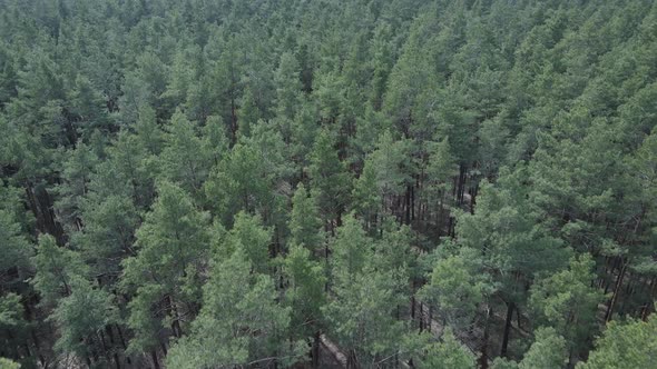 Pine Forest in the Afternoon Aerial View Slow Motion alt