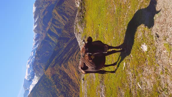 A black cow looks into the camera. mountains in Georgia, in Svaneti, alt