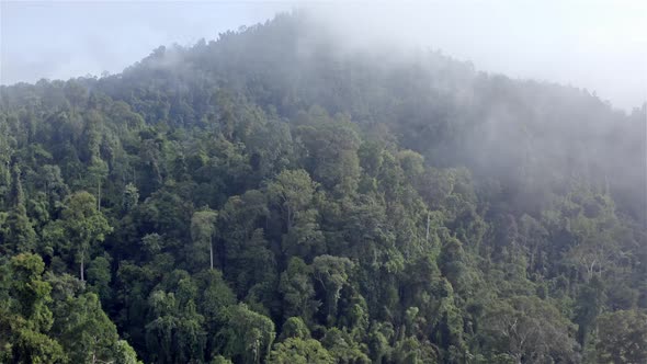 Crane movement focusing on the forest and moves up into the cloud