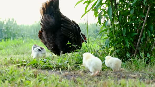 A Caring Hen That Protects Its Little White and Yellow Chicks That Roam Freely on the Selenium Grass alt