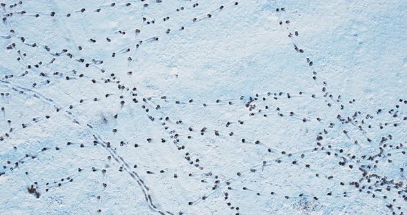 Animal tracks in the snow alt