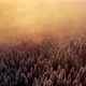 Drone Aerial Fly Above Winter Forest Unveiling Mountain Valley - VideoHive Item for Sale