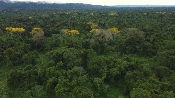Untouched Dense Rainforest alt