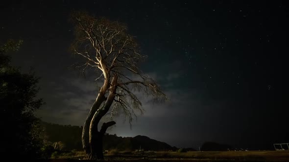 Dry Tree at Night Against the Background of the Night Sky and Moving Clouds. alt