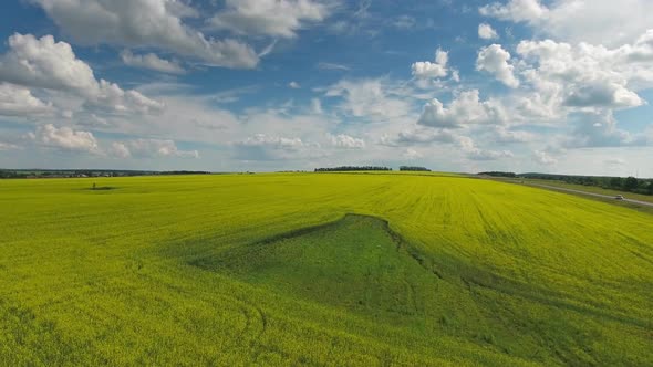 Aerial View on Beautiful Flowering Rapeseed Field alt
