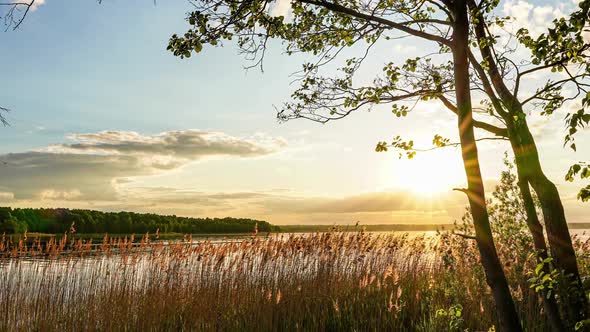 Green Forest. Pine Trees Fairy Forest. Trees Pattern. Camera Movement Inside the Forest. Wonderful alt