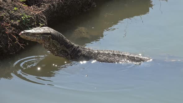 Varan Swimming in a River Thailand, Stock Footage | VideoHive