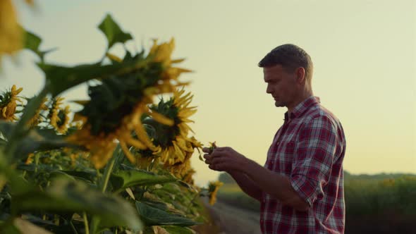 Farmer Examine Sunflower Plantation on Autumn Evening alt