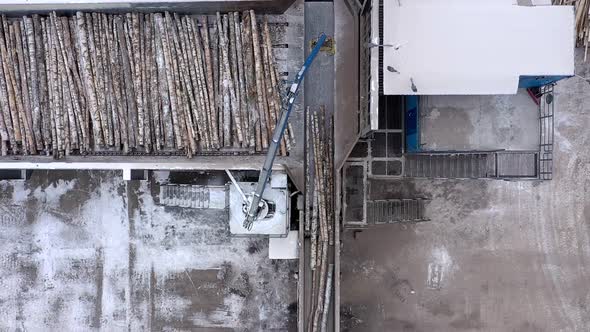 Birch Trees are Processed Into Chipboard at the Factory