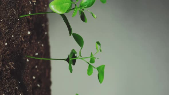 Seedling Growth Eco Plant Green Leaves Vertical alt