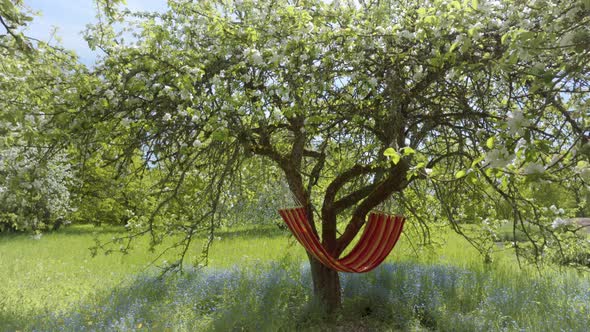 Hammocks hang in a spring blooming garden