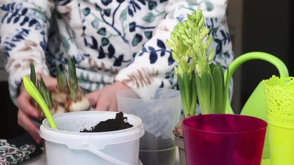 The Woman Transplants The Primroses Into A New Pot. Bulbs Of Hyacinths And Daffodils With Buds alt