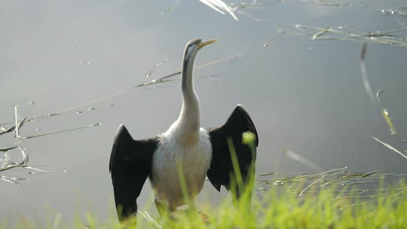 Australian Darter Wings Spread By A RIver, SLOW MOTION alt
