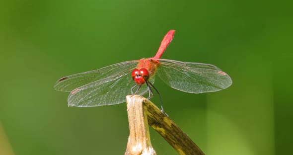 Scarlet Dragonfly Crocothemis Erythraea is a Species of Dragonfly in the Family Libellulidae alt