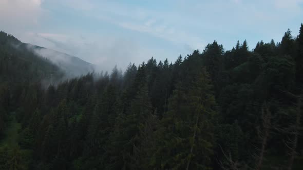 View From the Height of Mountains Covered with Coniferous Forest and Morning Fog alt