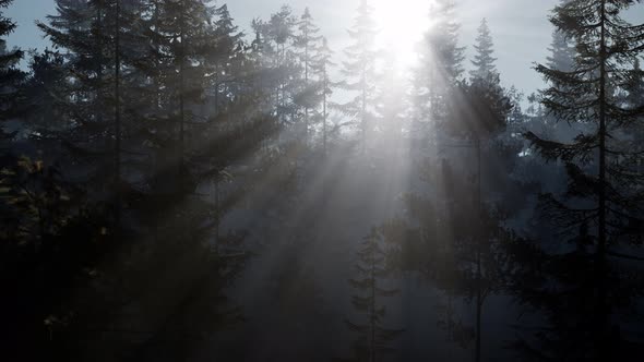 Misty Nordic Forest in Early Morning with Fog alt