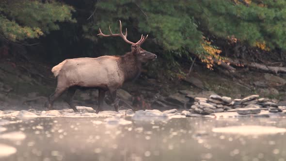 Bull Elk Crossing a River