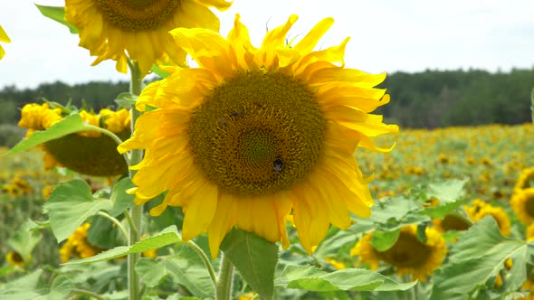 Sunflowers Or Helianthus Field