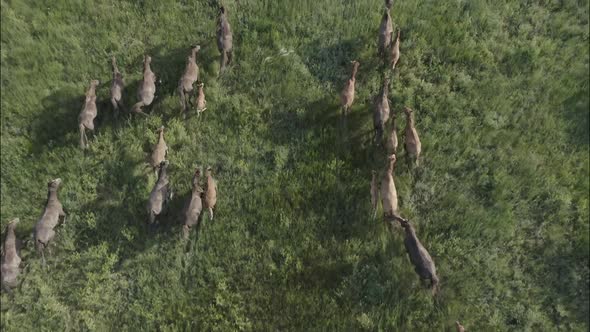 Wild Horses Running Wild Mustangs Run on the Green Grass alt