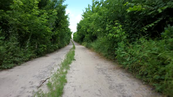 Dirt Road Between Tall Trees with Green Leaves on Sunny Summer Day alt