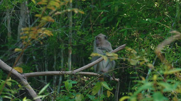 Longtailed Macaque Chilling on a Tree in the Jungle in Slow Motion Thailand
