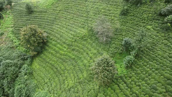 Fresh Green Tea Terrace Farm on the Hill at Rize Province in Turkey alt
