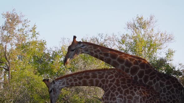 Giraffe in Kruger National park, South Africa alt