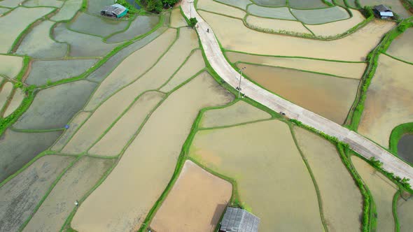 Aerial view of agriculture in rice fields for cultivation alt