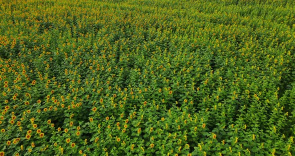 Aerial Shot Over A Sunflower Field