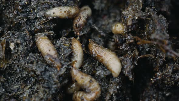 Macro of Maggots in Manure or Fertilizer, Larvas Crawl in Feces or Faeces