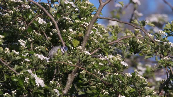 Blue Tit Bird Preening in Spring Flowering Hawthorn Bush
