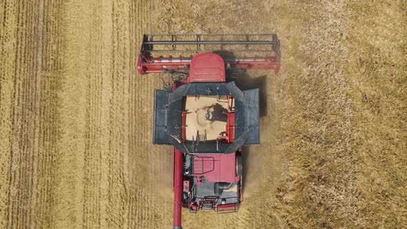 Combine Harvester Agricultural Machine Collecting Golden Ripe Wheat on the Field alt