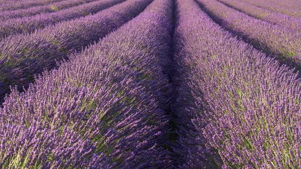 Flowering Lavender Field, Tilt Shot alt