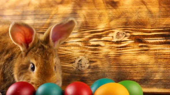 Curious Little Fluffy Brown Bunny Sits on a Wooden Background with Multicolored Painted Easter Eggs alt