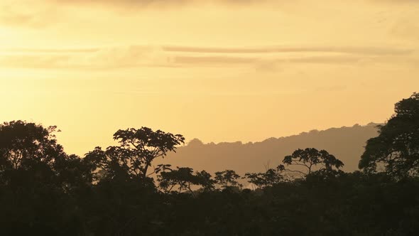 Tropical Rainforest Orange Sunrise Jungle Scenery and Tree Tops, Aerial Elevated View from Above of alt