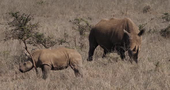 White Rhinoceros, ceratotherium simum, Mother and Calf, Nairobi Park in Kenya, Real Time 4K alt