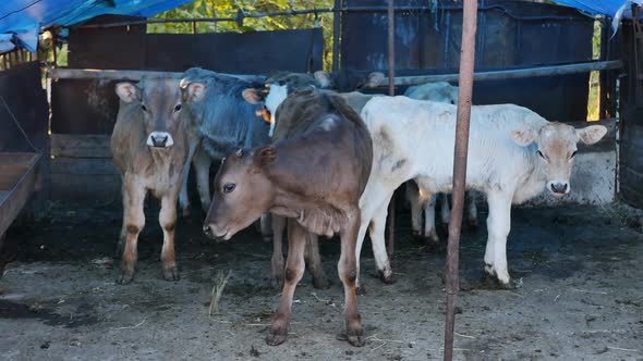 a Group of Small Calves in the Open Air