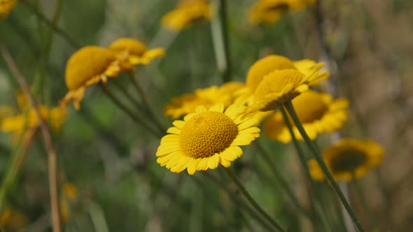 Anthemis Cota  Tinctoria Kelwayii yellow flower in the field close-up 4K 2160p 30fps UltraHD footage alt