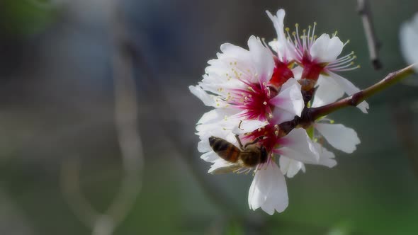 Bee On Flower 65 alt