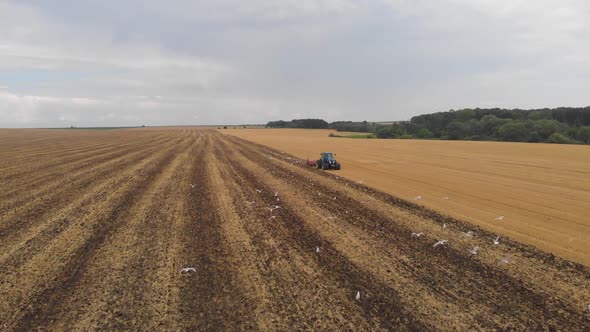 Aerial drone view of white storks feeding on plowed by tractor agricultural field. alt