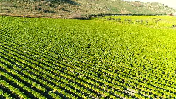Flying Over The Lettuce Farm alt