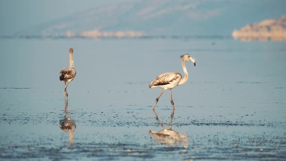 Flamingos in the Water alt